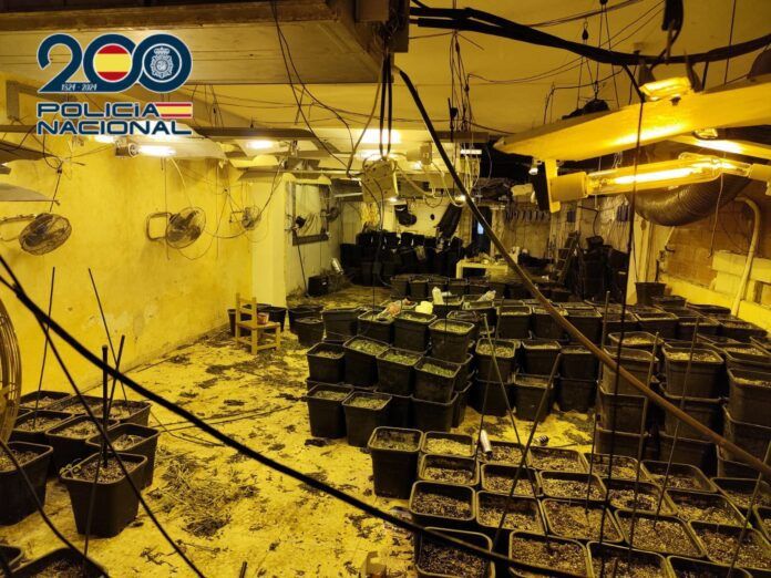 Cultivo indoor - Policía Nacional