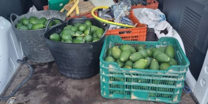 Robo de aguacates - Ayuntamiento Polop de la Marina