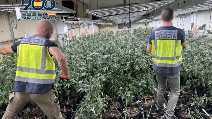Desarticulada una banda criminal dedicada a la plantación de marihuana indoor en Callosa d'en Sarrià y l'Alfàs