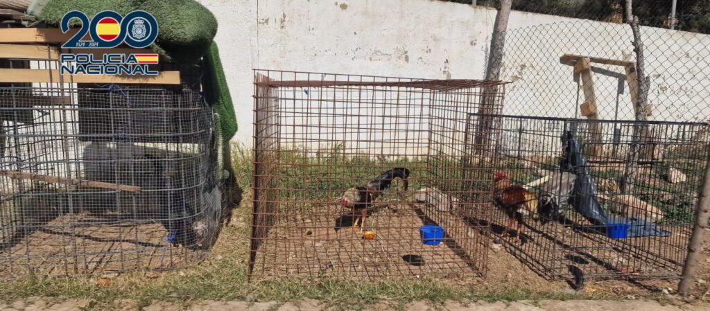 Pelea de gallos - Policía Nacional
