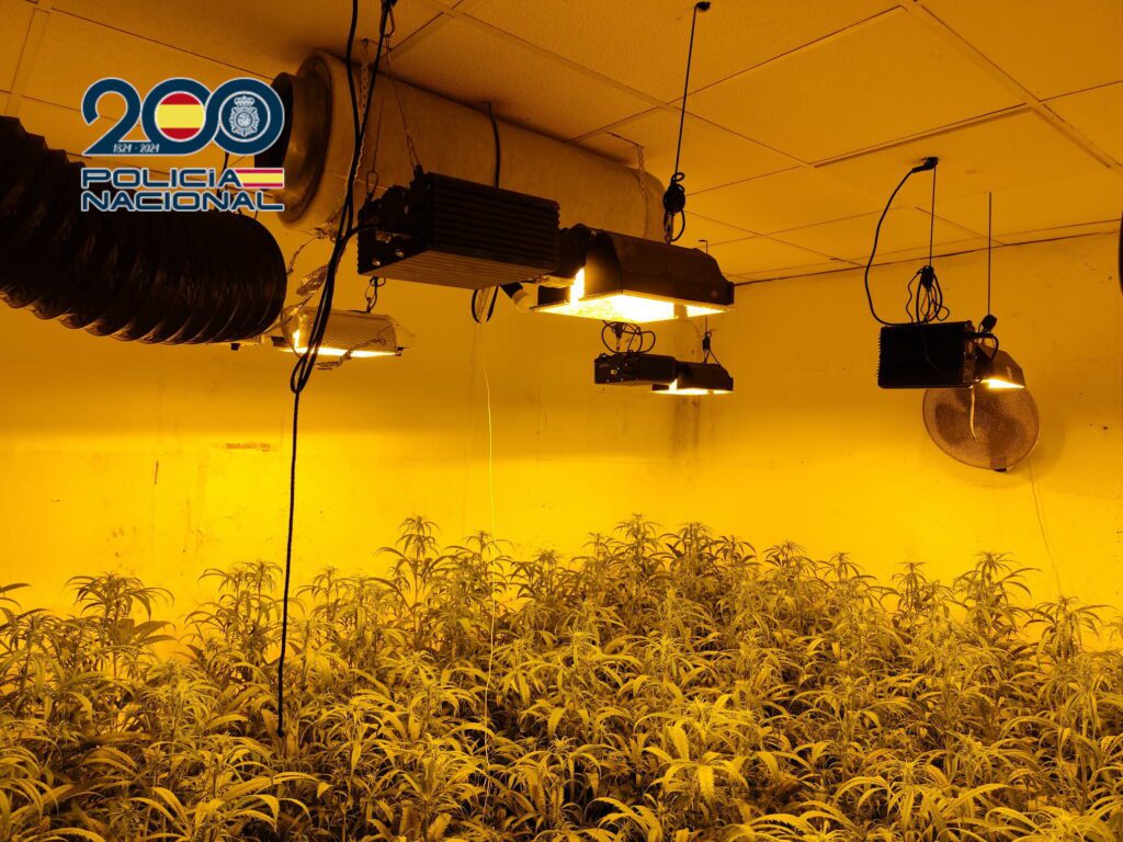 Plantación de marihuana - Policía Nacional