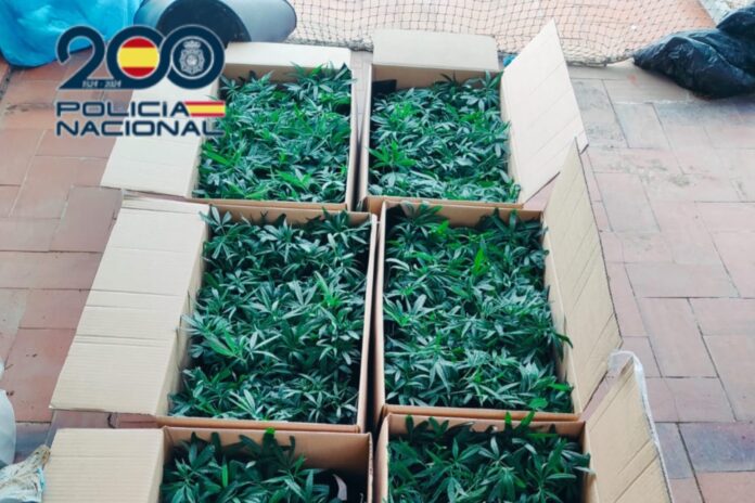 Detenido un hombre en Benidorm con 600 plantas de marihuana y fertilizantes para cultivos ilegales