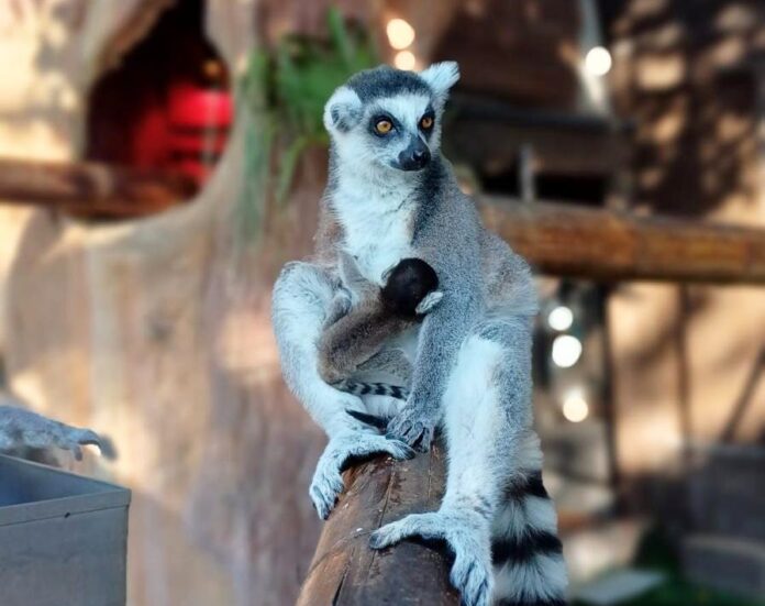 Lemur catta - Mundomar