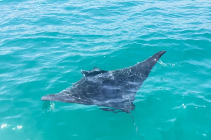 La Generalitat estudia los varamientos de mantas en el mediterráneo, una de ellas en Villajoyosa