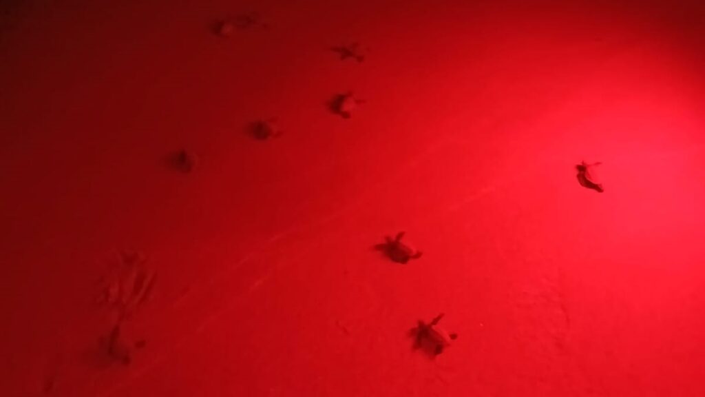 Nacen varias decenas de ejemplares de tortuga boba en la playa de Levante de Benidorm - Ayuntamiento de Benidorm