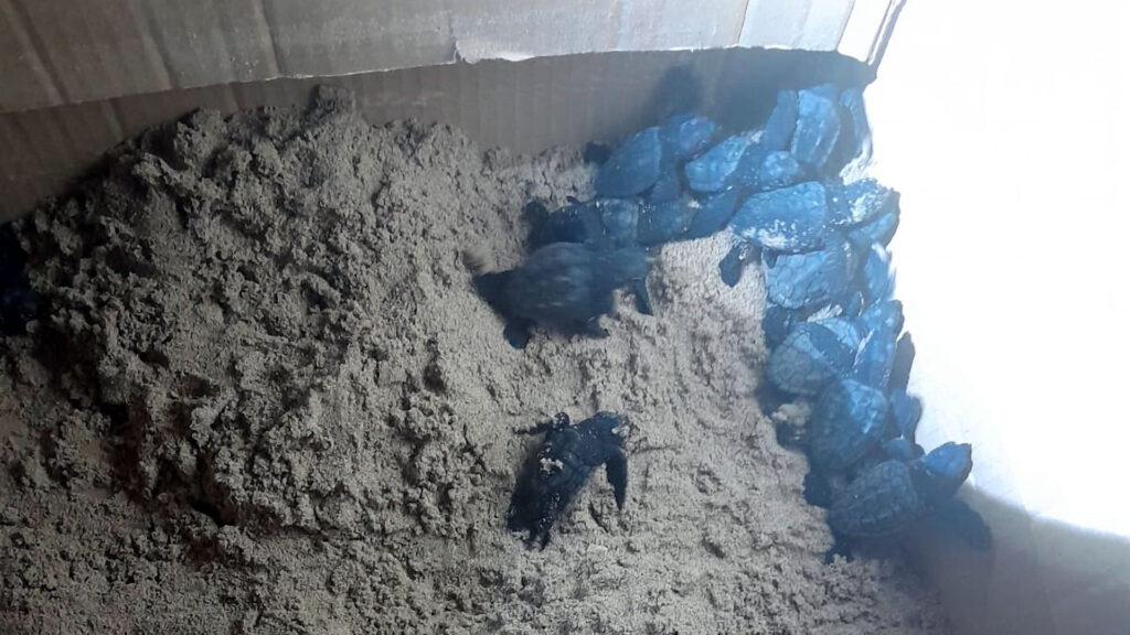 Nacen varias decenas de ejemplares de tortuga boba en la playa de Levante de Benidorm - Ayuntamiento de Benidorm
