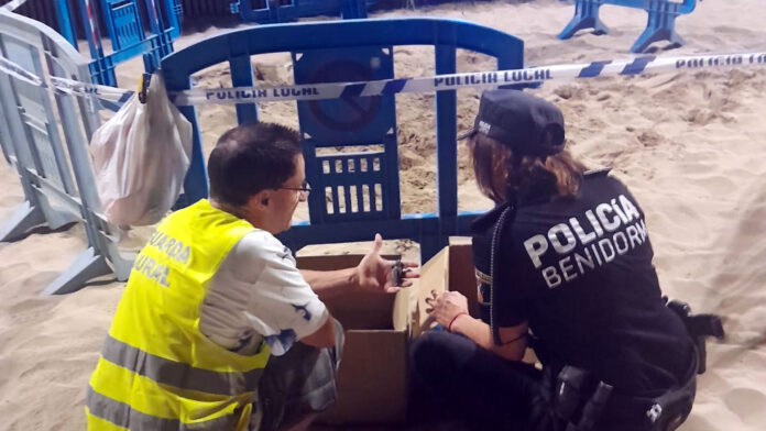Nacen varias decenas de ejemplares de tortuga boba en la playa de Levante de Benidorm - Ayuntamiento de Benidorm