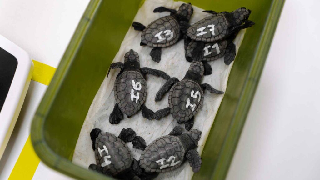 Nacen varias decenas de ejemplares de tortuga boba en la playa de Levante de Benidorm - Ayuntamiento de Benidorm