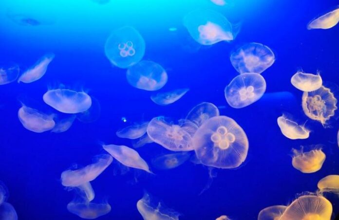 Temporada de medusas: Benidorm registra un avistamiento de medusas de huevo frito