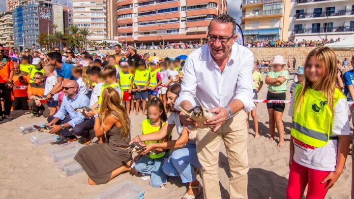 Benidorm devuelve al mar nueve ejemplares de tortuga boba que nacieron hace un año en la playa de Poniente - Ayuntamiento de Benidorm