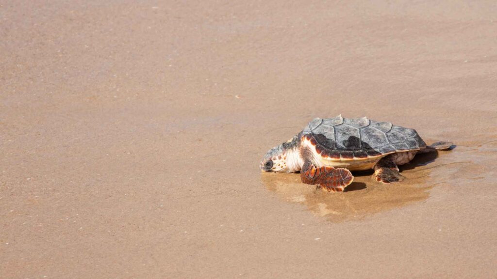 Benidorm devuelve al mar nueve ejemplares de tortuga boba que nacieron hace un año en la playa de Poniente - Ayuntamiento de Benidorm