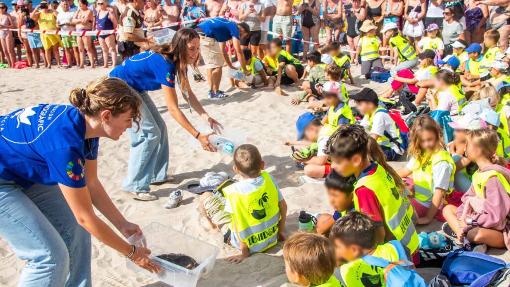 Benidorm devuelve al mar nueve ejemplares de tortuga boba que nacieron hace un año en la playa de Poniente - Ayuntamiento de Benidorm