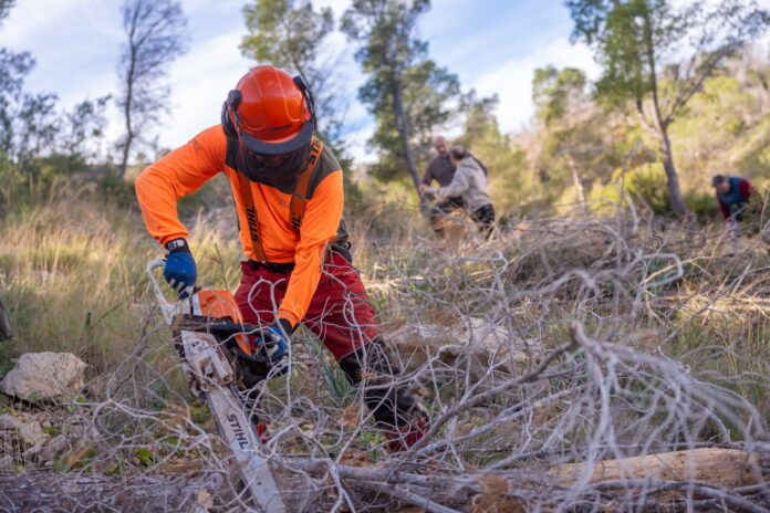 La Generalitat retira en Alfàs del Pi más de 400 pinos secos en Serra Gelada
