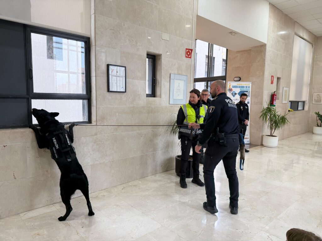 Nerón durante la demostración de la unidad canina de la Policía Local de Benidorm 