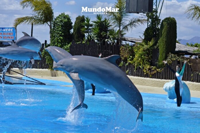 Tres décadas de conservación y diversión: Mundomar abre su temporada 2026