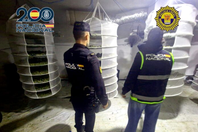 La Policía Nacional y Local incautan 39 kg de marihuana en una vivienda de Polop
