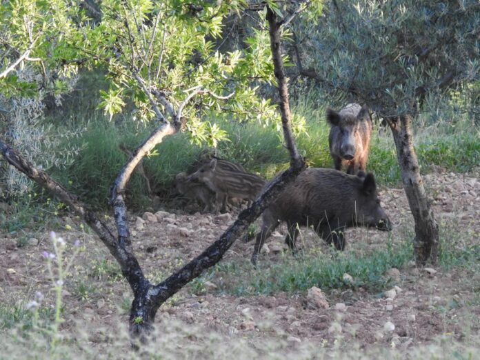 Callosa d’en Sarrià activa un protocolo para el control de jabalíes y la protección de los cultivos