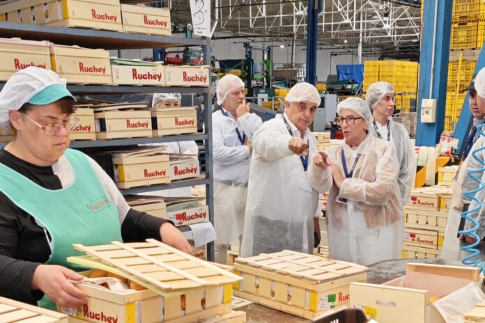 Callosa d’en Sarrià y la Generalitat impulsan la modernización del regadío y refuerzan el papel del níspero