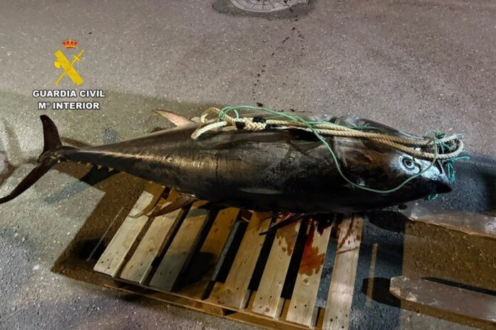 Incautado en Villajoyosa un atún rojo de 250 kilos incautado de forma furtiva