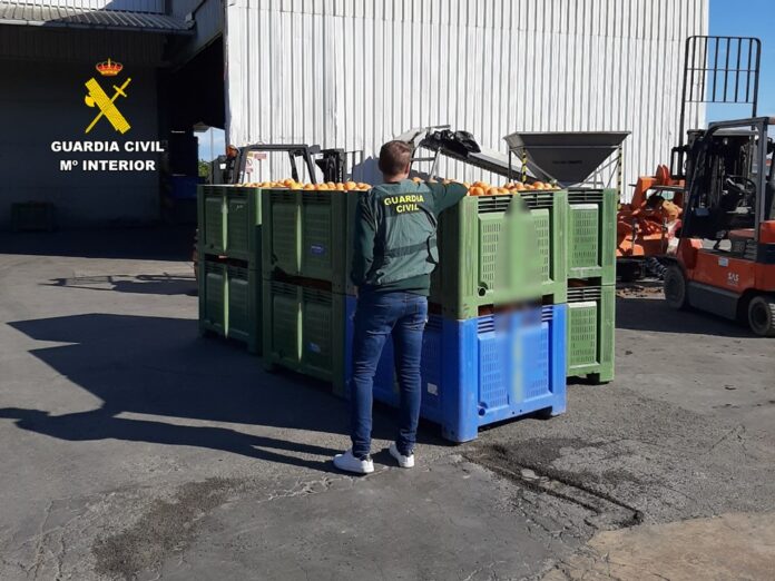 Cinco investigados en Calpe por falsificar documentos para comercializar naranjas robadas