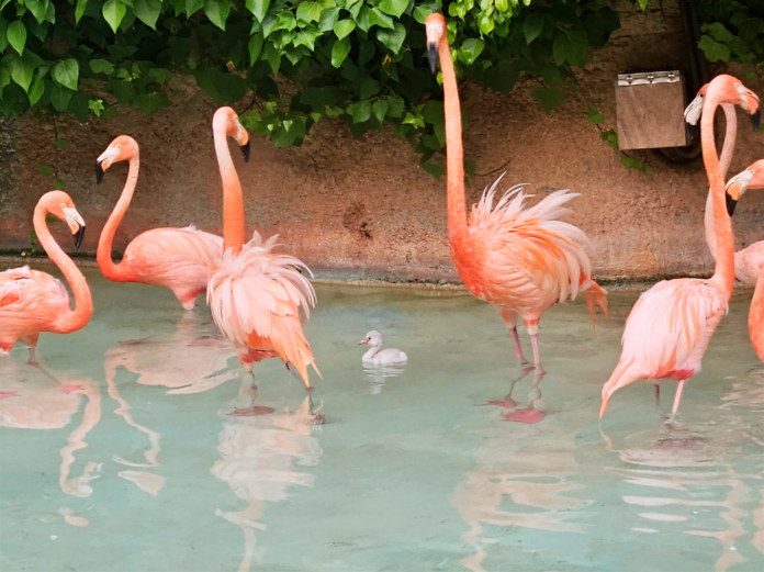 Baby boom en Mundomar: nacen cinco polluelos de ibis escarlata y un flamenco en julio / Fuente: Mundomar