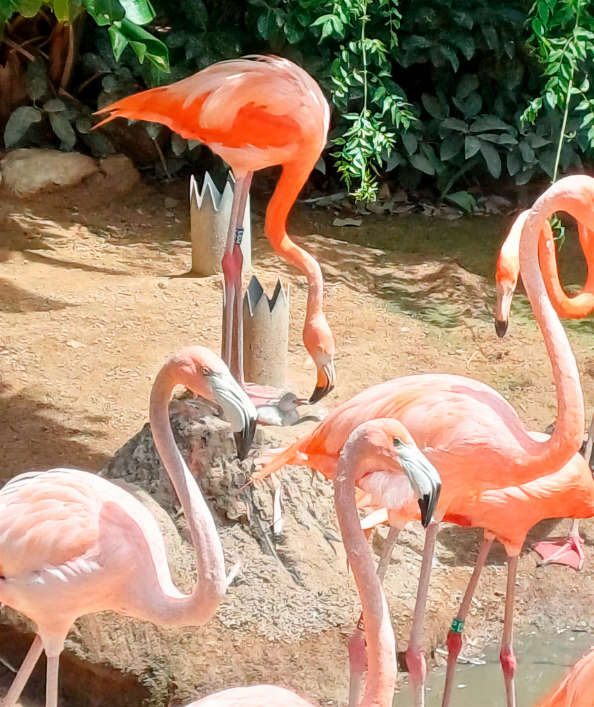 Baby boom en Mundomar: nacen cinco polluelos de ibis escarlata y un flamenco en julio / Fuente: Mundomar
