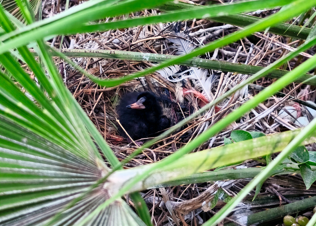 Baby boom en Mundomar: nacen cinco polluelos de ibis escarlata y un flamenco en julio / Fuente: Mundomar