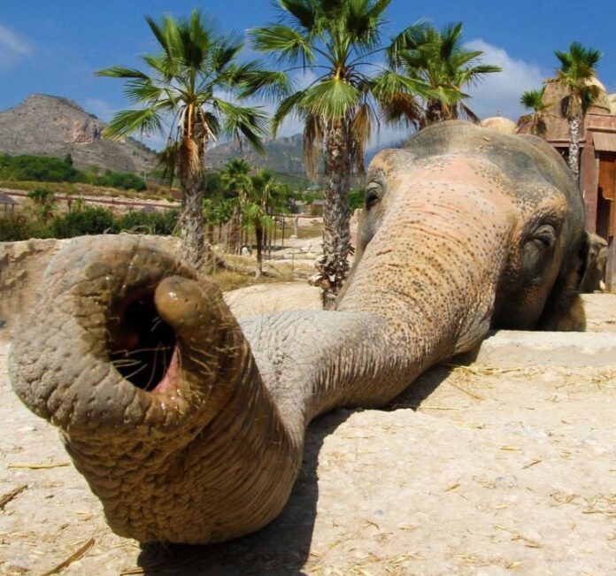 Así celebrará la elefanta Petita sopla 54 velas en Terra Natura Benidorm con música, frutas y fiesta Holi