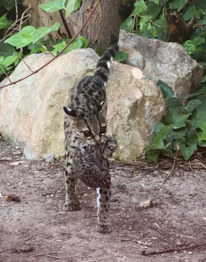 Terra Natura Benidorm logra por primera vez la reproducción del margay