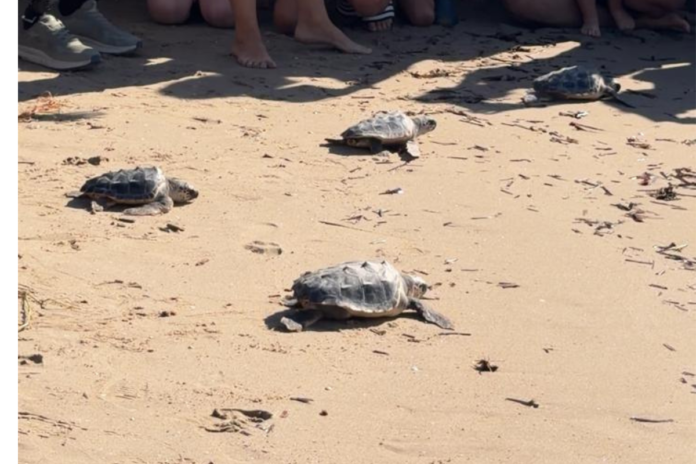 Suelta tortugas bobas Benidorm